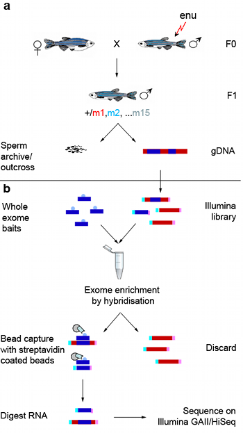 Mutagenesis, exome enrichment and sequencing