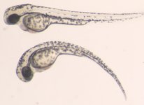 Control on top; Mutant below; 48 hpf