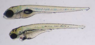 Control on top; Mutant below; 5 dpf