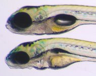 Control on top; Mutant below; 5 dpf