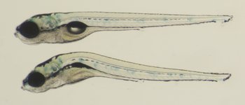 Control on top; Mutant below; 5 dpf